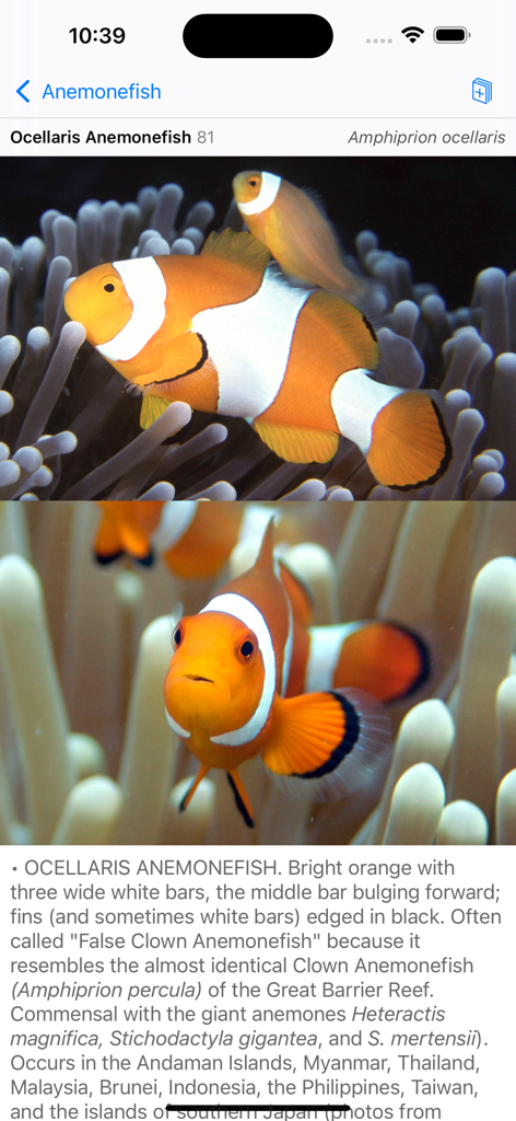Philippines Fish ID - Detailed identification screen for the Ocellaris Anemonefish with photos and scientific descriptions