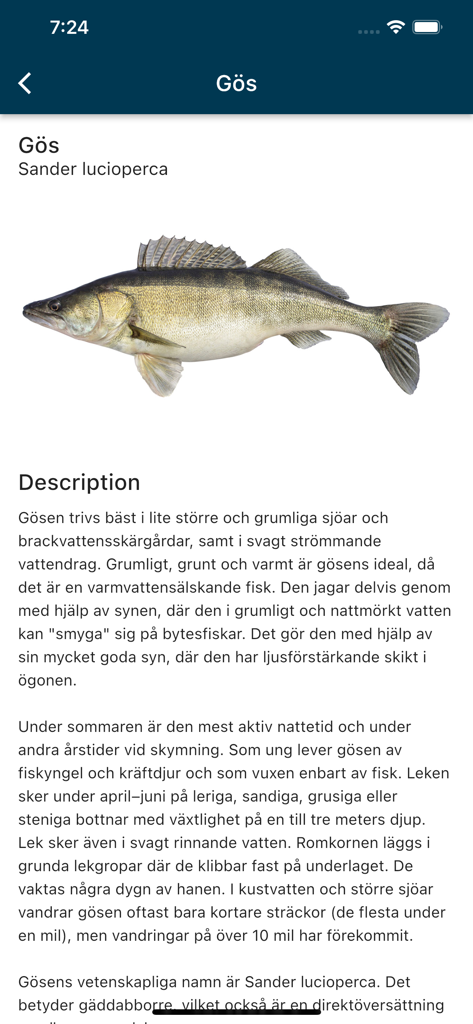 iFiske - Fishing Permits - A detailed information page for the Zander fish in the iFiske app featuring an illustration and descriptive text in Swedish