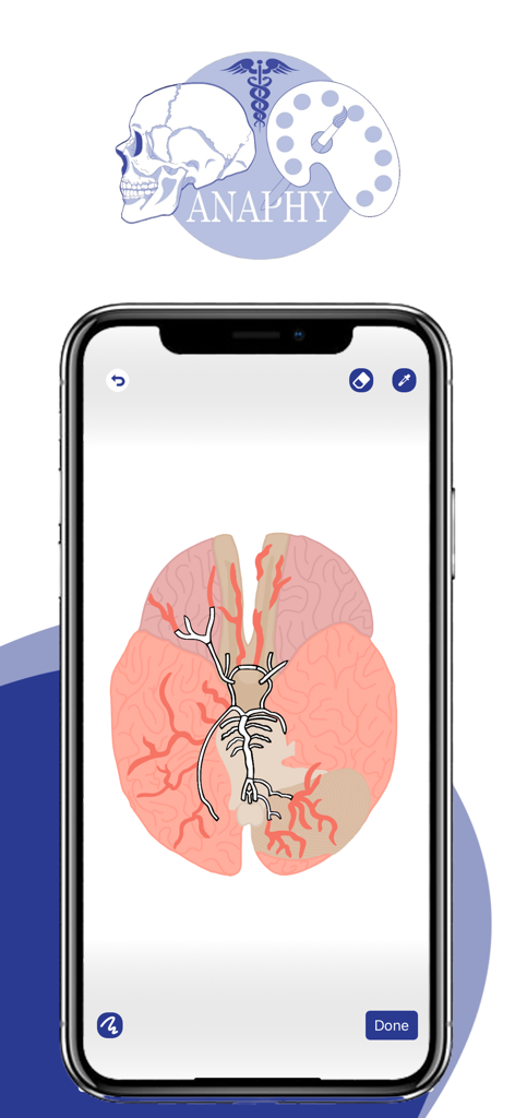 Smartphone displaying the Anaphy anatomy coloring app with a brain diagram