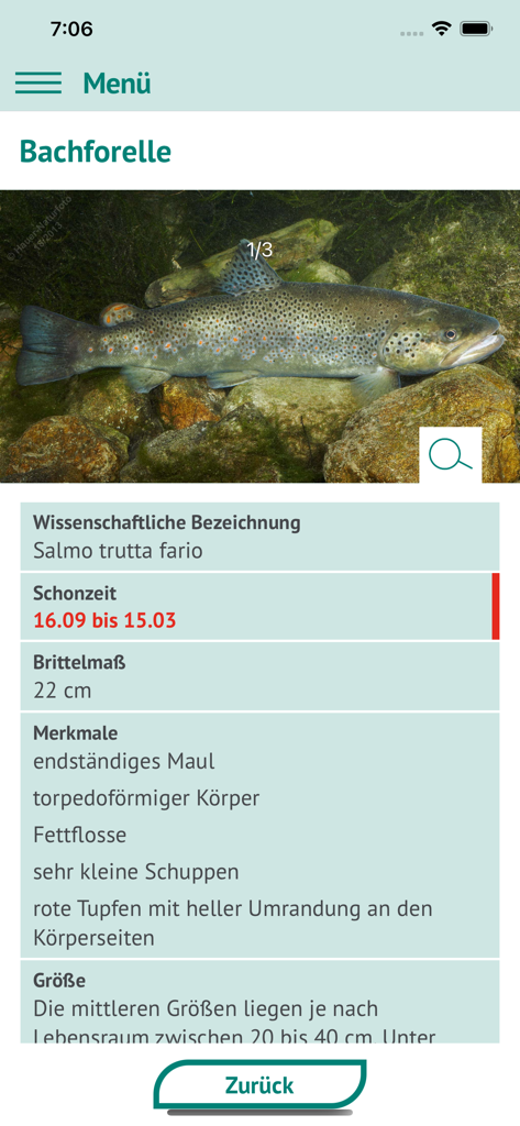 Fische OÖ - Schonbestimmungen - Detailed view of a Brown Trout in the Fische OOe fishing regulations app showing closed season and size limits