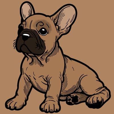 french bulldog