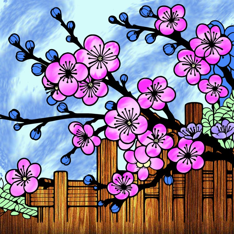 japan cherry blossom