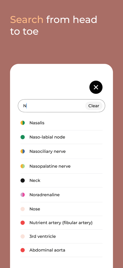 Interface de recherche dans l'application Body Map montrant une liste de termes anatomiques, y compris les nerfs, les nòds et les artères.