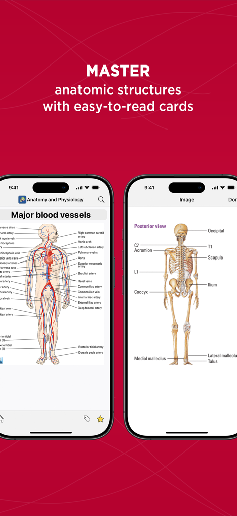 Educational app screens showing labeled diagrams of human blood vessels and skeletal structures.