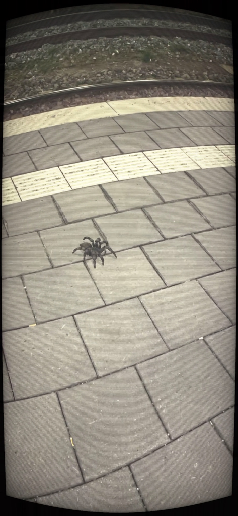 Realistic augmented reality spider on a sidewalk for prank videos