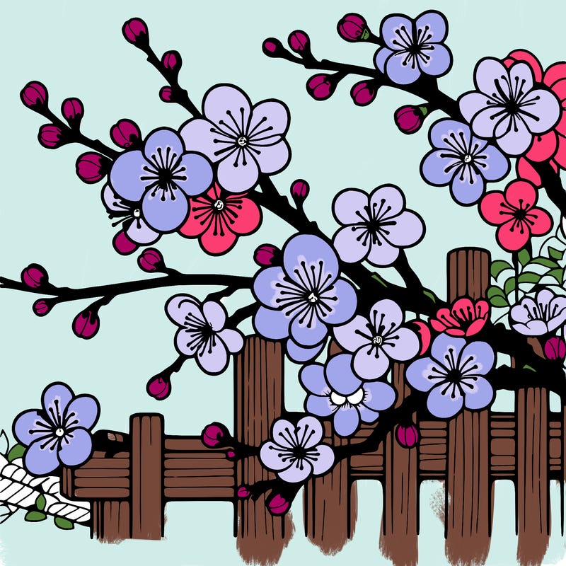 japan cherry blossom