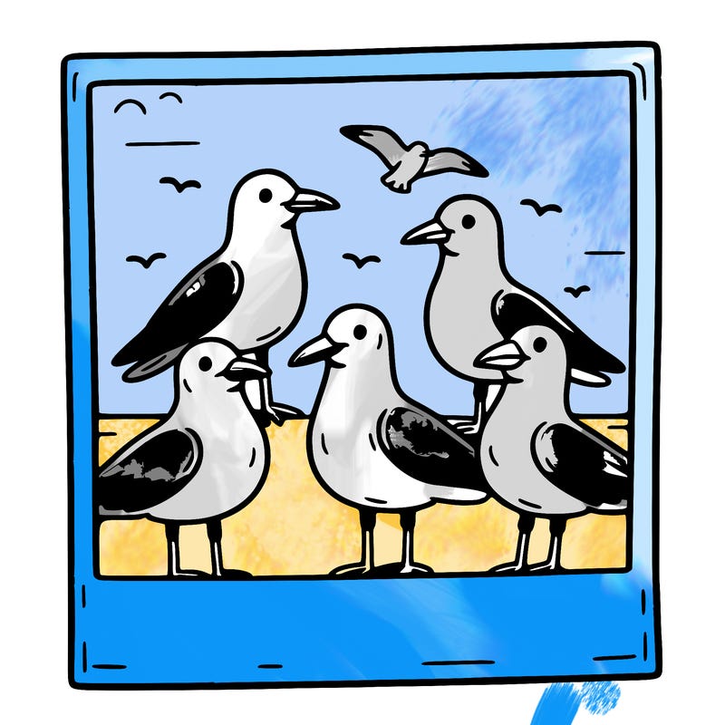seagulls in a polaroid picture