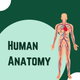 Human Anatomy And Body Parts