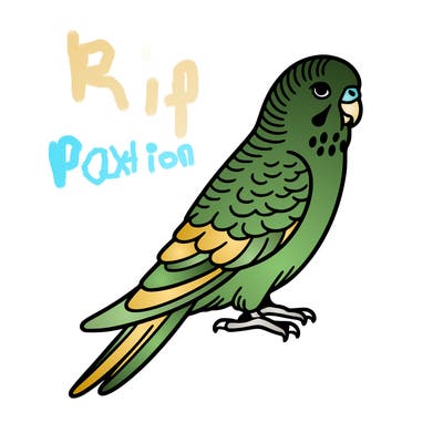 parakeet