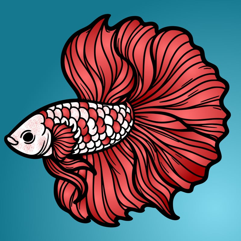 betta fish