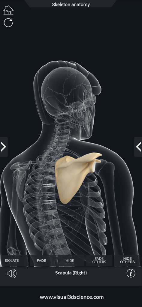 Un modelo médico 3D de un esqueleto humano con la escápula derecha resaltada en modo de rayos X.