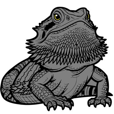 bearded dragon