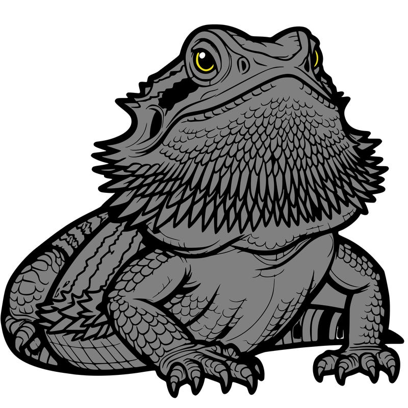 bearded dragon