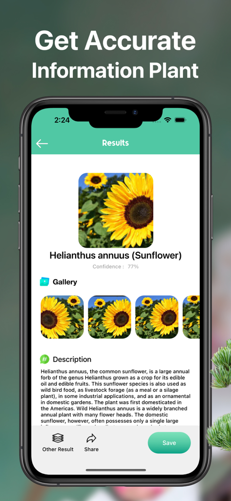 AI Plant Identifier Care Tips - Smartphone screen displaying plant identification results for a sunflower with botanical information and description