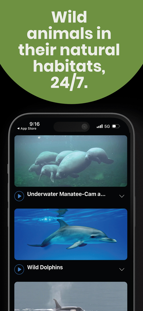 Explore.org: Live Animal Cams - Explore.org mobile app interface showing a list of live underwater cameras featuring manatees and dolphins