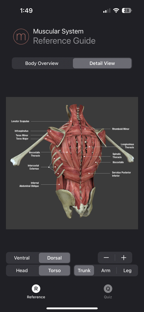 Muscle Study Guide - Dorsal view of human back muscles with anatomical labels in the Muscle Study Guide app