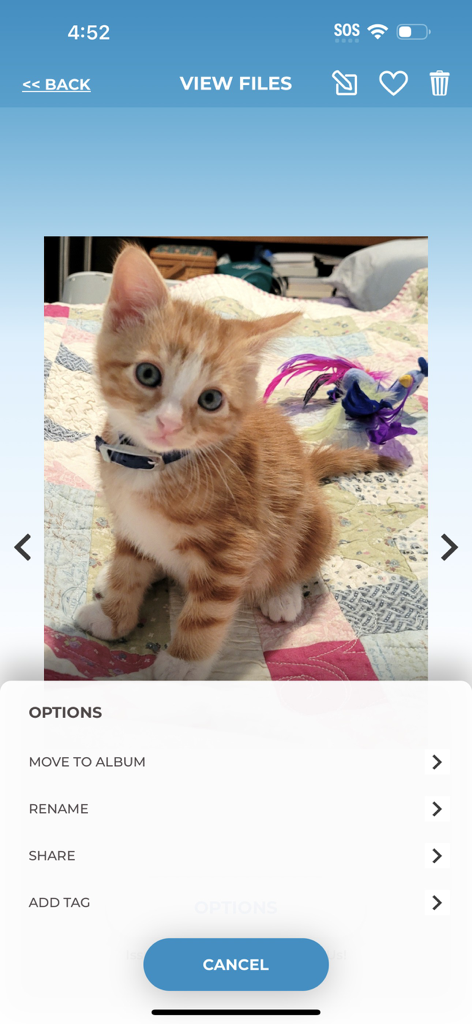 Aplicativo ThePhotoStick Omni mostrando opções de gerenciamento de arquivos como renomear e compartilhar para uma foto salva de um gatinho