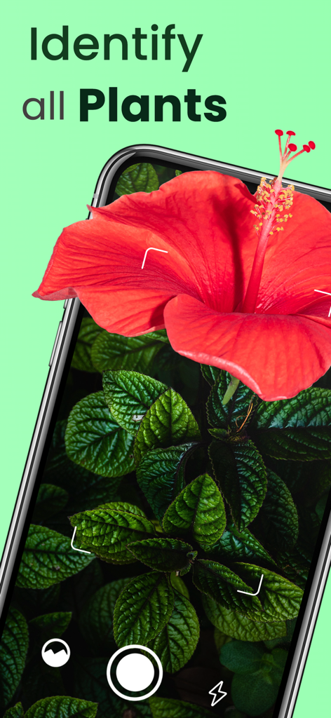 Mobile App-Oberfläche zur Pflanzenidentifikation mit einer roten Hibiskusblüte.