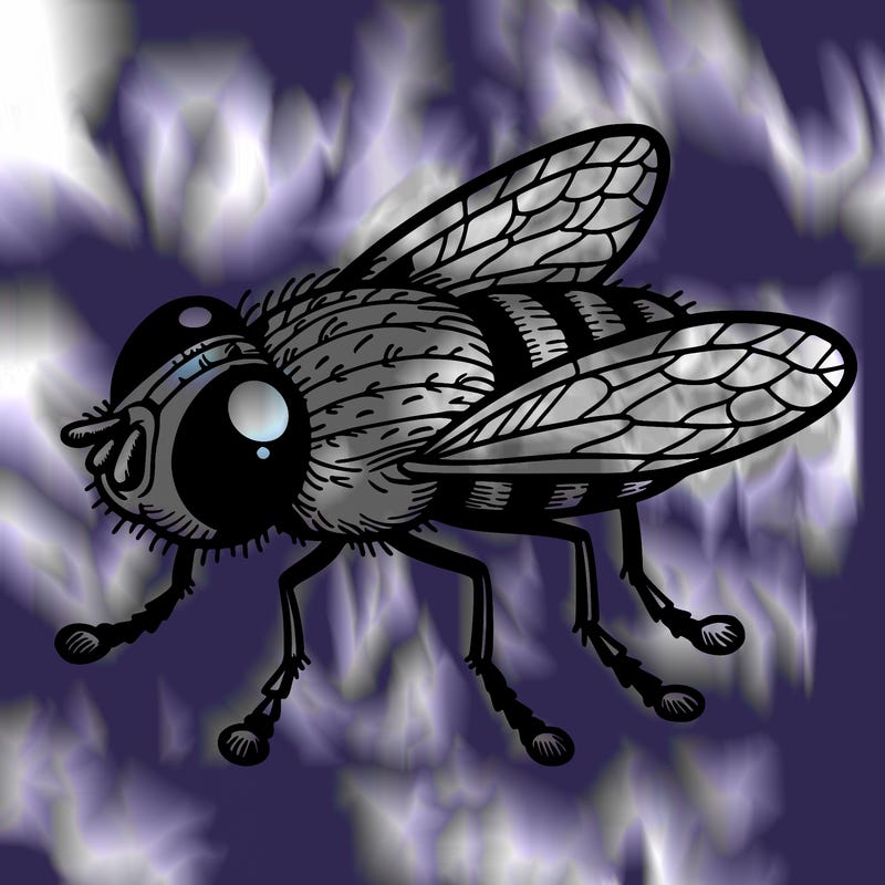 a fly