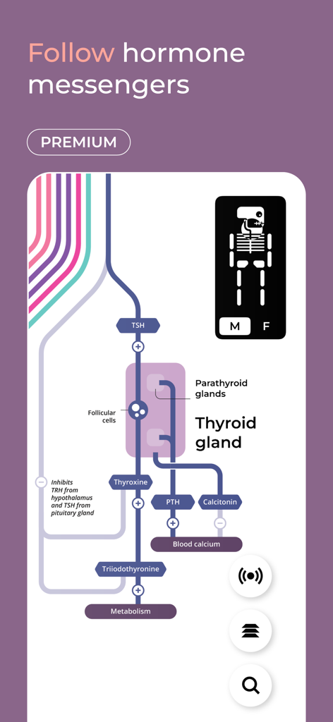 Body Map: Anatomy Simplified - A metro-style diagram of the endocrine system and thyroid gland pathways from the Body Map app.