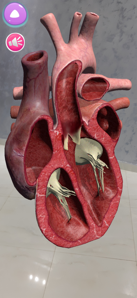 A 3D augmented reality cross section of a human heart showing internal chambers and valves
