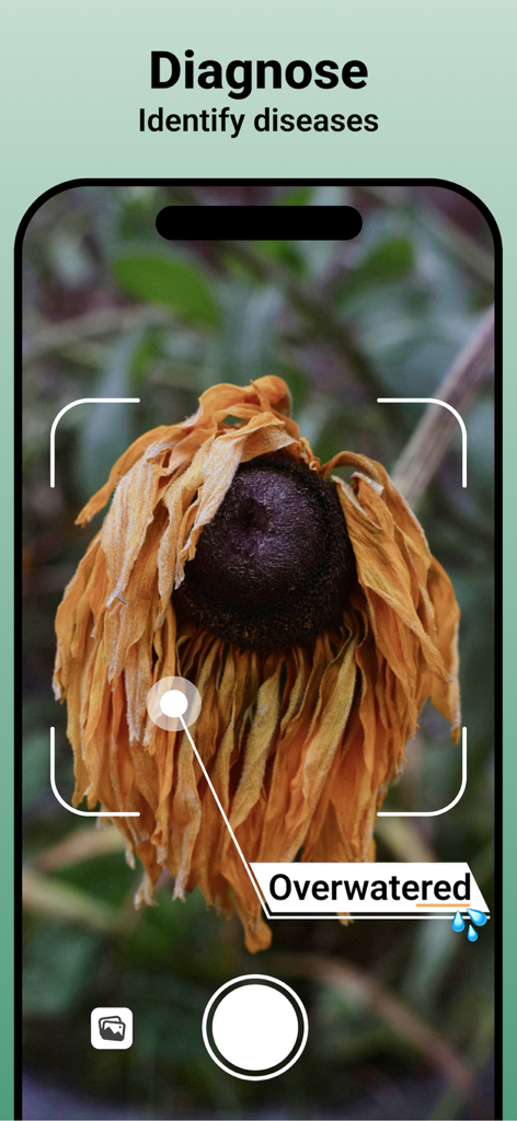 Jungle: Plant Identification - A smartphone screen from the Jungle app diagnosing a wilting flower as overwatered