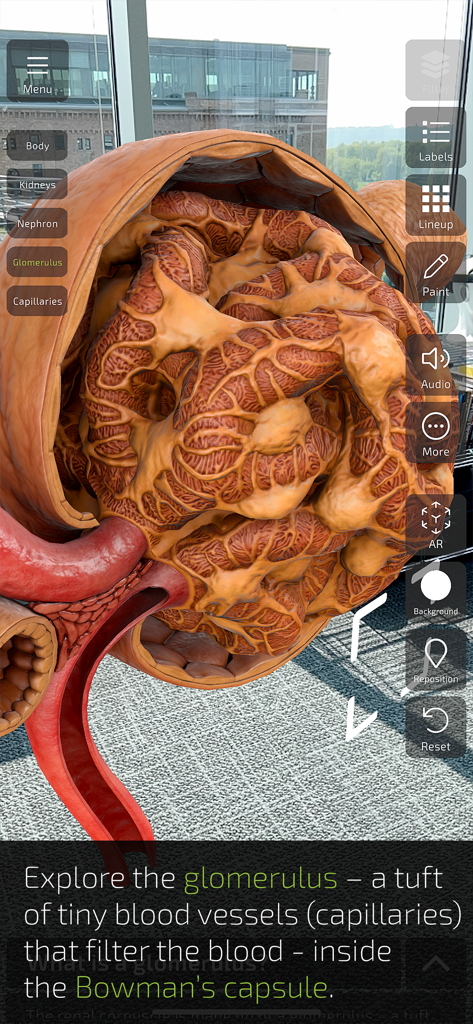 INSIGHT KIDNEY - Augmented reality 3D visualization of the kidney glomerulus and Bowman capsule microscopic structures