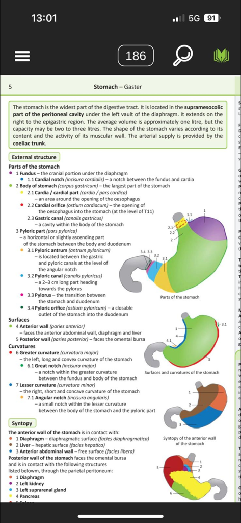 Anatomical diagrams and text describing the structure and parts of the stomach in the Memorix Anatomy app.