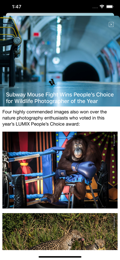 Bird Song/Photo Identification - Histórias de fotografia de vida selvagem no aplicativo de identificação de pássaros apresentando fotos premiadas da natureza