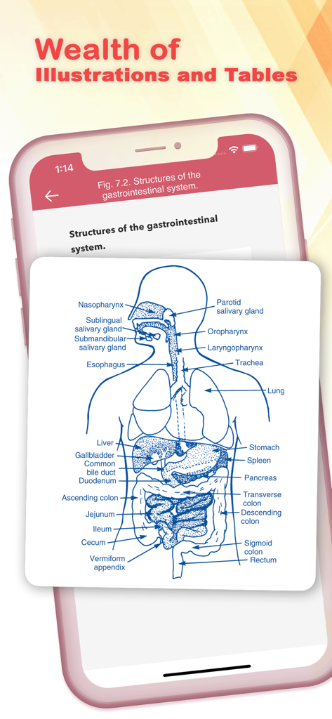 Anatomical diagram of the gastrointestinal system with detailed medical labels in the CCRN study app