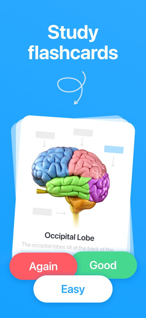 Cogni: Flashcards Learning - Interface de carte mémoire Cogni montrant un diagramme d'anatomie du cerveau avec des boutons de retour d'étude
