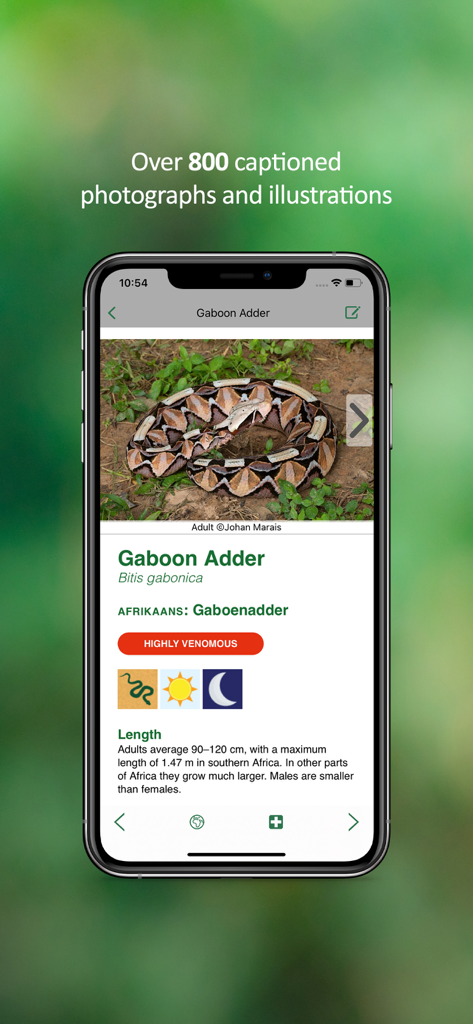 eSnakes Southern Africa - Mobile app screen showing the identification of a highly venomous Gaboon Adder in Southern Africa.