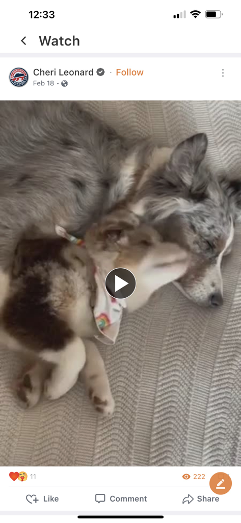 SafeChat — Secure Chat & Share - A video post on the SafeChat app showing two dogs sleeping together shared by a user.