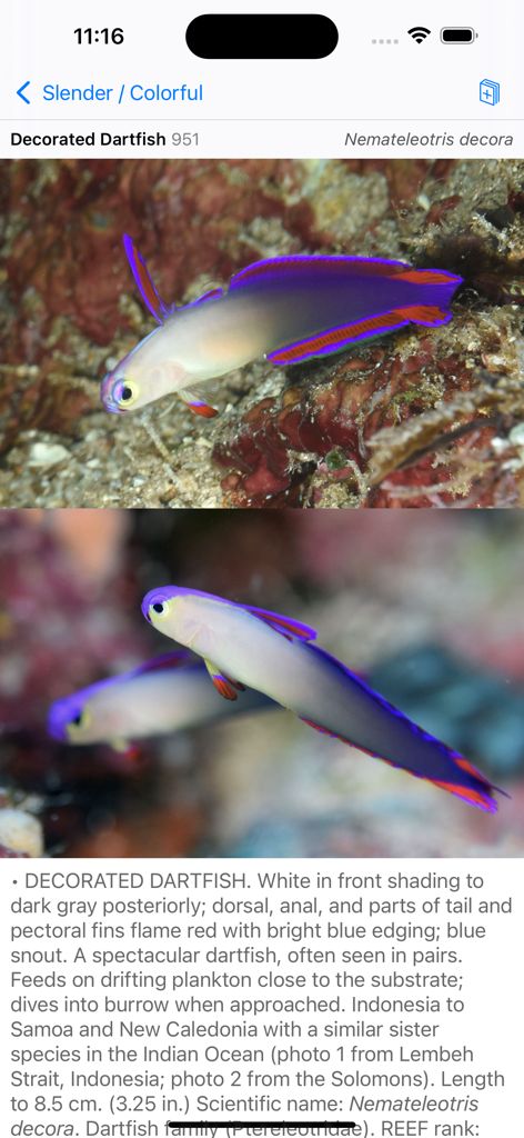 Philippines Fish ID - Detailed identification page for the Decorated Dartfish with photos and scientific descriptions in the Philippines Fish ID app