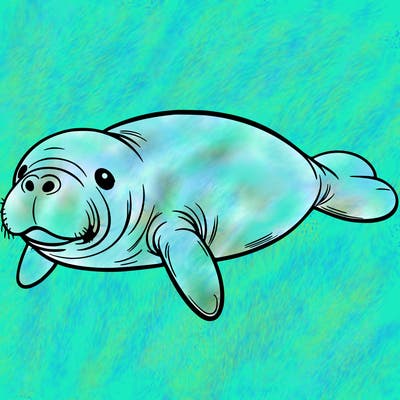 manatee