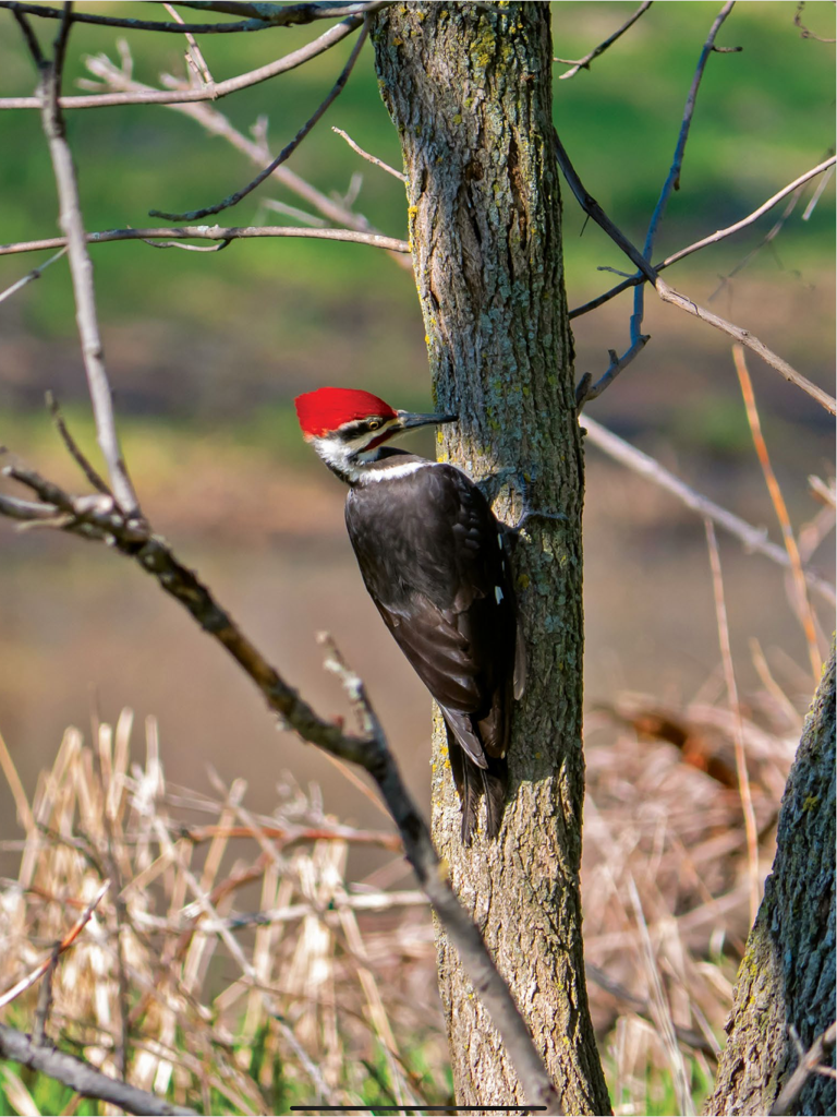 Um pica-pau-de-crista com crista vermelha em um tronco de árvore