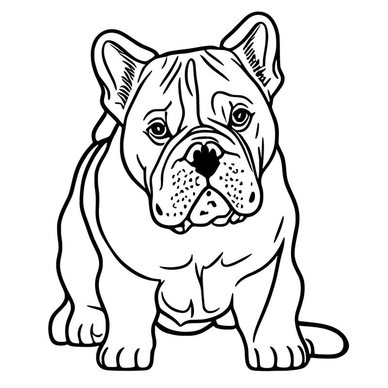 french bull dog