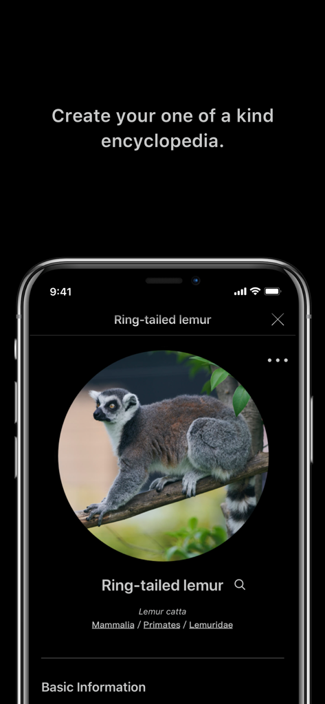 LINNÉ LENS - AI Encyclopedia - LINNE LENS AI百科事典アプリのワオキツネザルの詳細なエントリ
