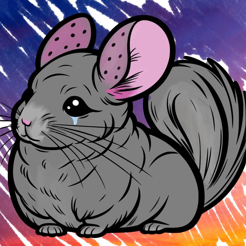 chinchilla