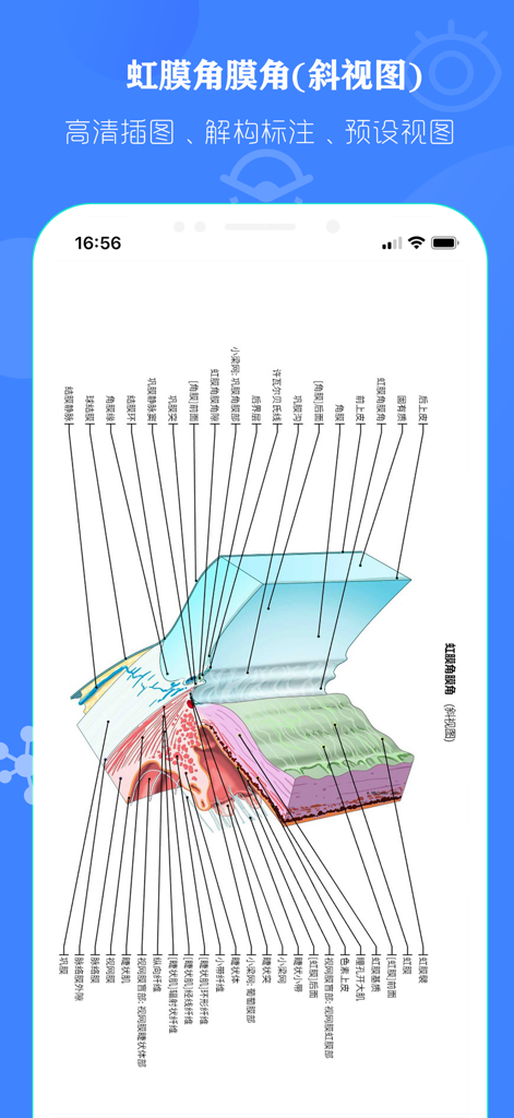 Diagrama anatómico que muestra una sección transversal detallada del ángulo iridocorneal del ojo humano con etiquetas médicas.
