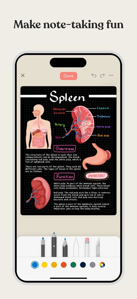 A smartphone showing the Zinnia app with hand drawn anatomy notes about the spleen including illustrations and diagrams.