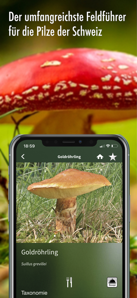 Capture d'écran de l'application Mushroom Guide Switzerland montrant l'identification du champignon Goldroehrling