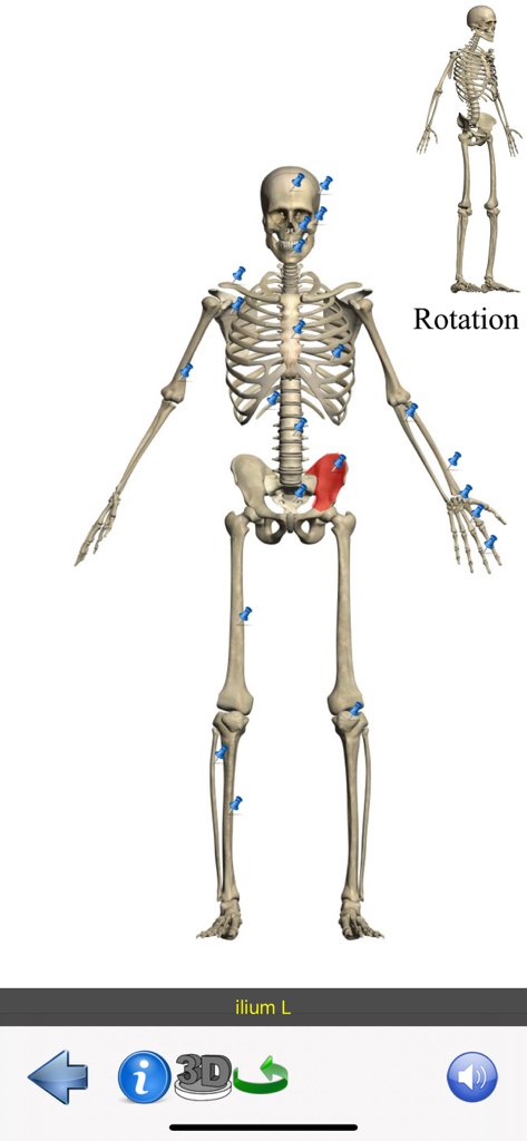 Visual Anatomy Lite - A 3D human skeleton model with interactive markers and the left ilium highlighted in red.