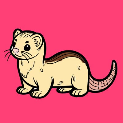 ferret