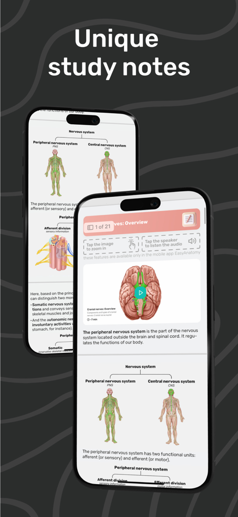 Mobile screens displaying interactive anatomical study notes on the human nervous system