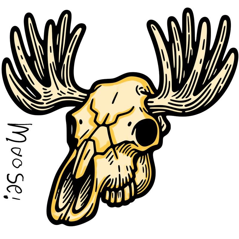 moose skull