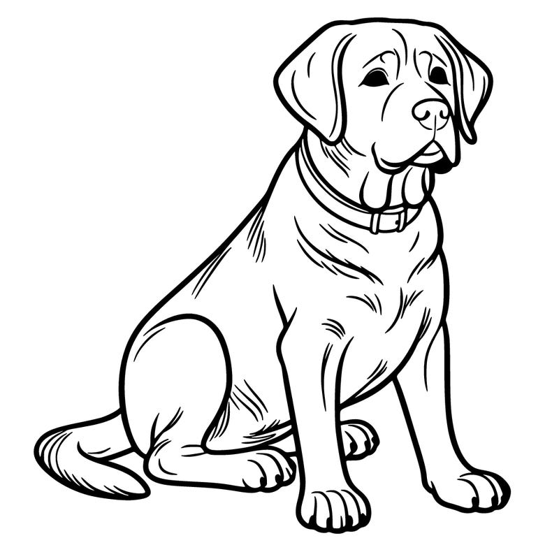 labrador