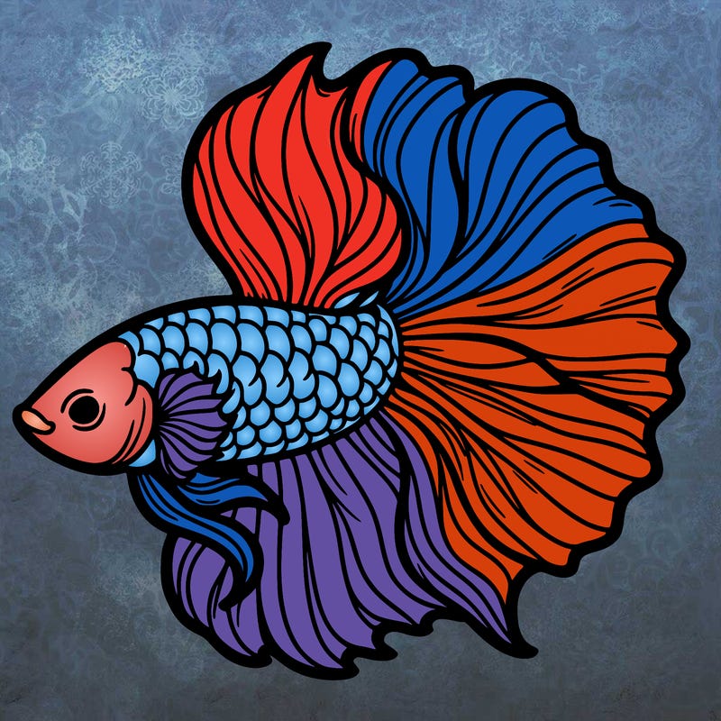 betta fish