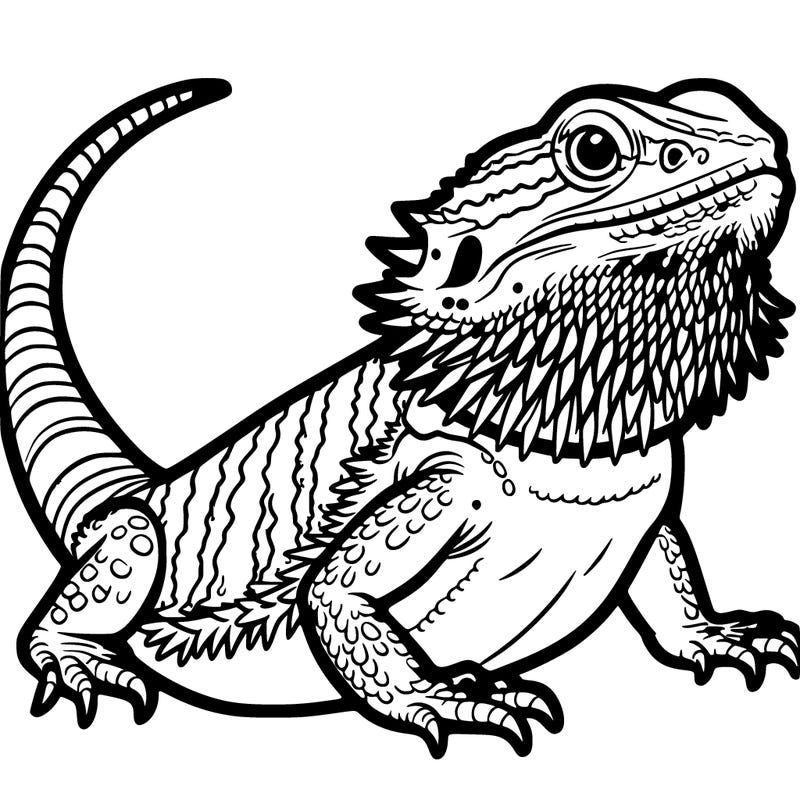 bearded dragon