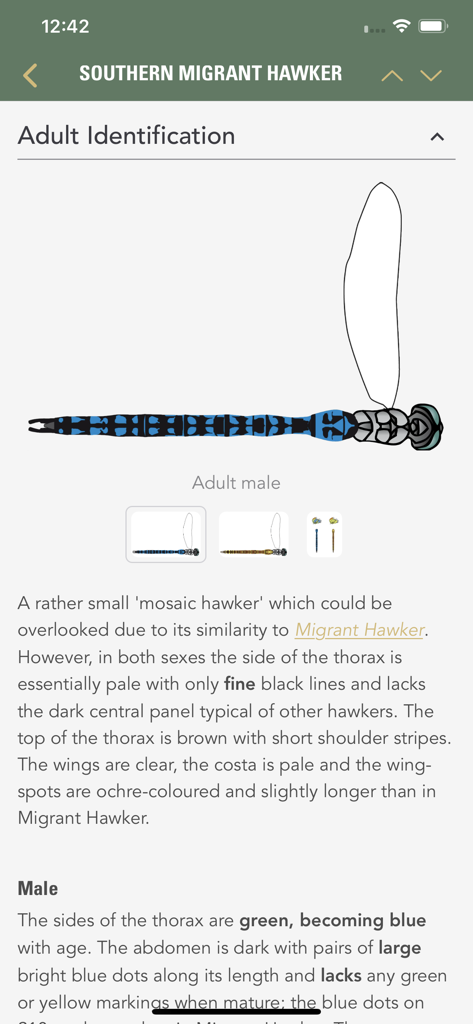 Dragonflies & Damselflies - Pantalla de identificación de la libélula Southern Migrant Hawker